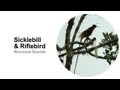 Sicklebill & Riflebird: Suara Nonvokal