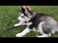 Siberian Husky Puppy Playing / 8 week old Siberian Husky Puppy Playing / 8 week old
