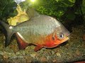 Pacu Fish - the fish with human teeth