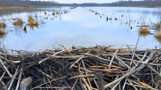 Breaking the Beaver Dam Caused Instant Flood Release!