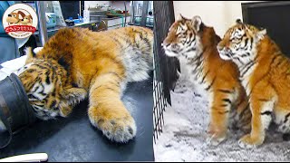 【感動】足に障害があるアムールトラの兄妹…飼育員との絆、そして起きた奇跡とは？釧路市動物園の秘蔵映像（タイガとココア・後編）【どうぶつ奇想天外／WAKUWAKU】