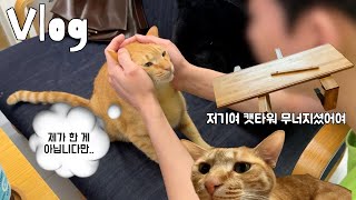 vlog * 고양이 브이로그 | 캣타워가 무너졌다 | 아빠랑 자고 아빠랑 뽀뽀하는 너 누구신지.. | 탈모인지 아닌지 김호랭 일상 Ep.35