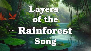 Layers of the Rainforest Song