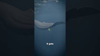 Whale Vomit Is Worth Millions 😳