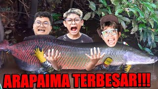 BOCIL MENEMUKAN IKAN ARAPAIMA GIGAS TERBESAR DI INDONESIA!!!