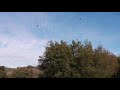 Vajando Drone por aves curiosas.