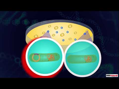 How is DNA inserted into a cell?