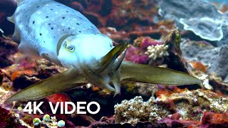 Cuttlefish Hypnotises Prey | 4K UHD | Blue Planet II | BBC Earth