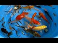 Betta Koi Pleco Snail Carp Fish Goldfish Angelfish Guppy Guppies Catfish animals Videos