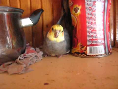 Cockatiel Hatching An Egg - YouTube