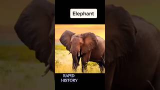 Worst Ways Animals Have Died - Part 3 | Rapid History