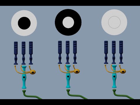 What do horizontal cells synapse with?