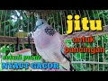 Suara burung derkuku gacor merdu, JITU untuk pancingan derkuku bahan agar bunyi.