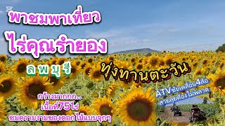 ทุ่งทานตะวัน#ไร่คุณรำยอง จ.ลพบุรี #พาชมพาเที่ยวทุ่งทานตะวันวิวหลักล้านเนื้อที่75ไร่ 🎉28/11/67