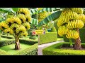 LIVE🔴 🌿Banana Tree Growing Tips: Start from a Cutting