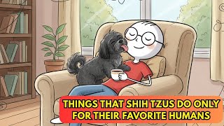 7 Things That Shih Tzus Do ONLY For Their FAVORITE Humans