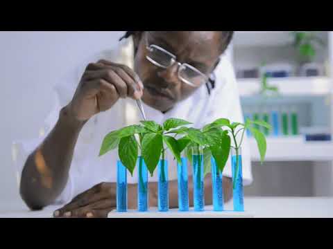 How do plants reduce pollution?