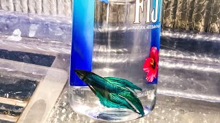 BETTA Fish in a WATER BOTTLE?!