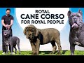 Royal Cane Corso for Royal People, Son Of Champion Mr. Peter - Black Panther