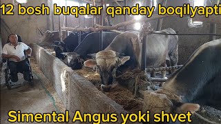 Buqa boqishni  oddly usuli.Hudoyberdi aka +998936701272