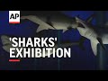 'Sharks' Exhibition aims to change misconceptions of the predatory fish