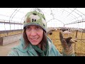 There's something not right with this ewe.  Vlog 773