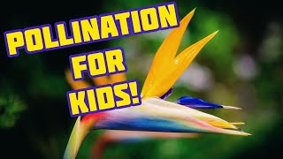 Why are flowers colorful?| Pollination for Kids | Educational video for Children