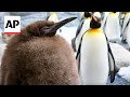 Huge king penguin chick in Australia named Pesto becomes social media star