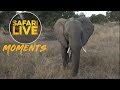 Curious Elephant Comes To Say Hello