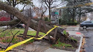 Wind knocks down trees in Queens and Brooklyn