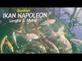 SEPERTI INILAH IKAN NAPOLEON DIBERI PAKAN