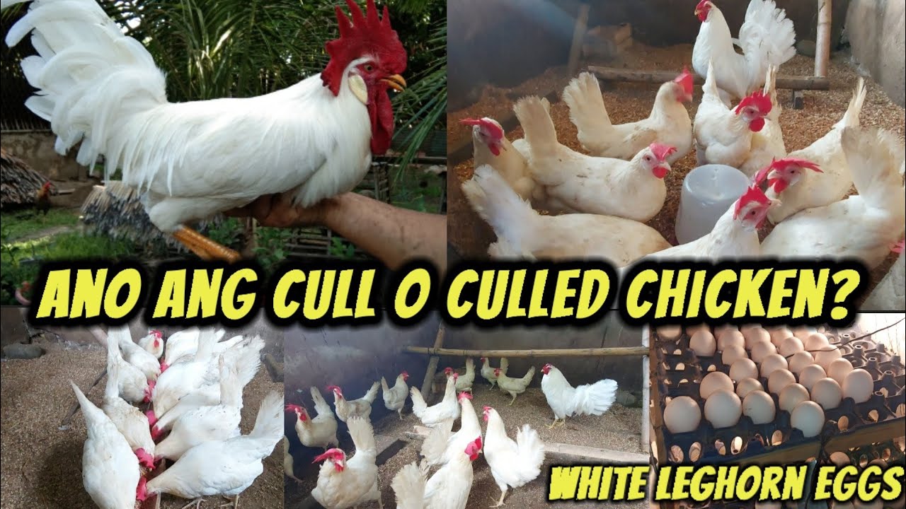 What Is Cull Or Culled Chickens? | First Load Of White Leghorn Eggs In ...