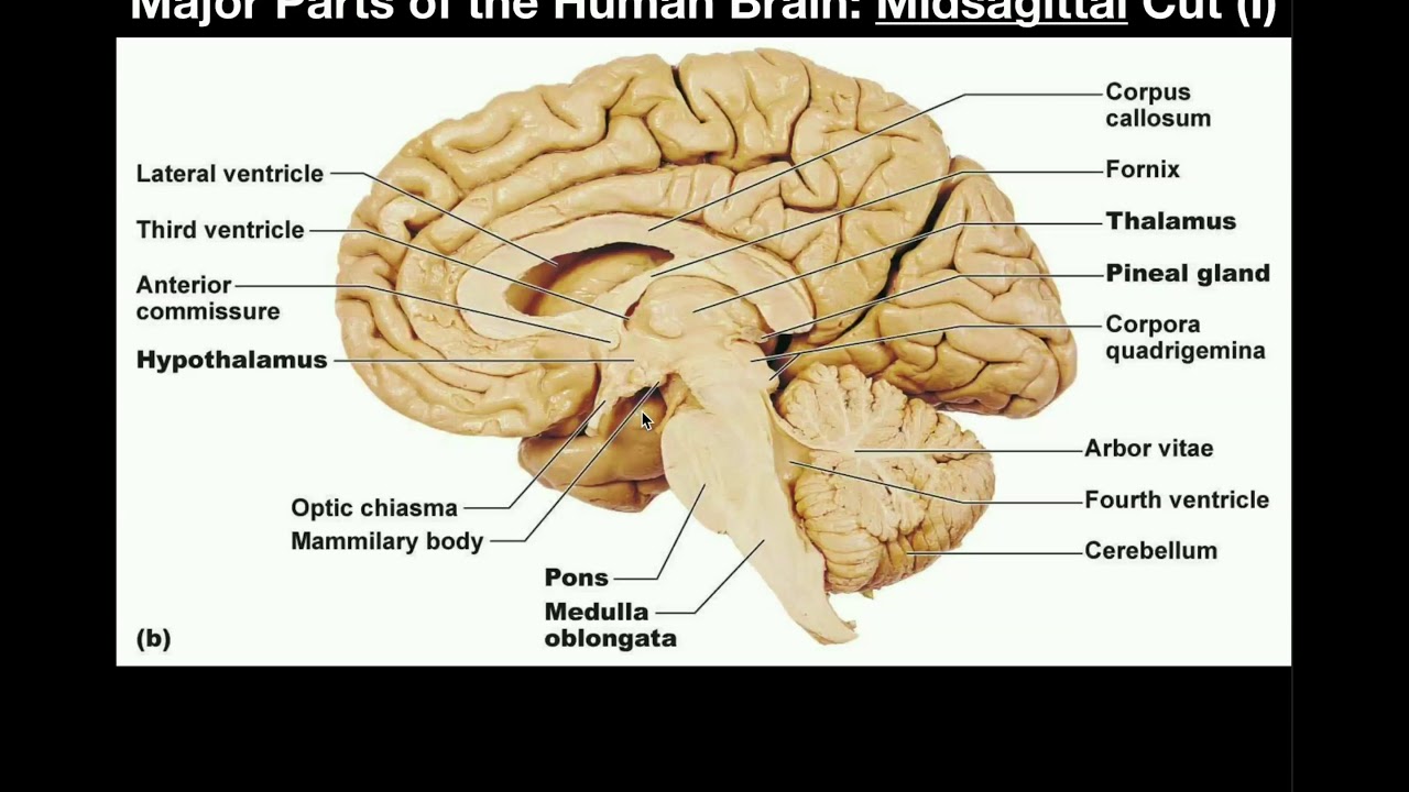 Brain Midsagittal View