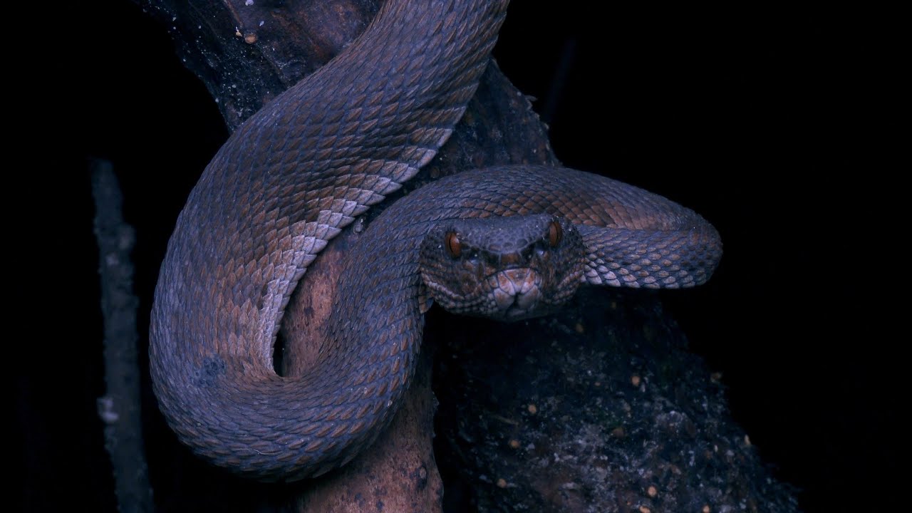 Pit Viper Snake Purple