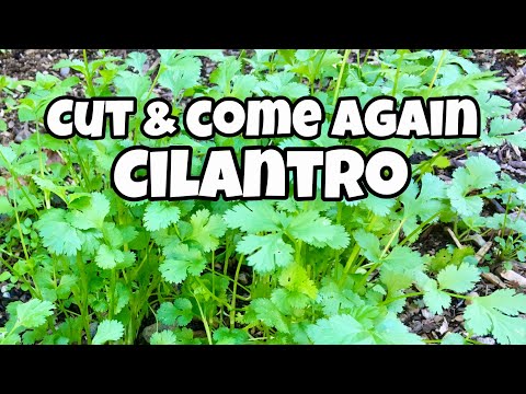 How to Harvest Cilantro- Cut and Come Again Cilantro How to Harvest Cilantro- Cut and Come Again Cilantro