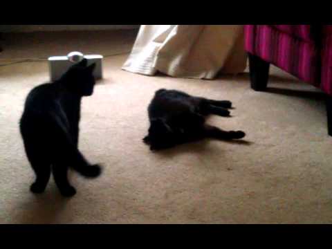 Kitty Wrestling Youtube