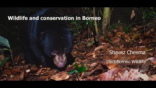 Mammals of Borneo (Shavez Cheema)