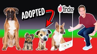 Tinder in Real Life..but for DOGS! * Part 2 *