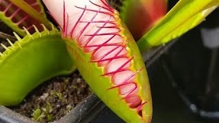 Venus flytrap #shorts । carnivorous plant