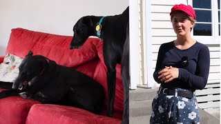 How-To Prepare for a Greyhound Adoption-Home Check