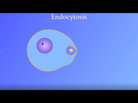 What does endocytosis mean?