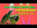 Cara Ternak CUCAK HIJAU Paling Mudah || Cara Menjodohkan Cucak Hijau Bagi Pemula