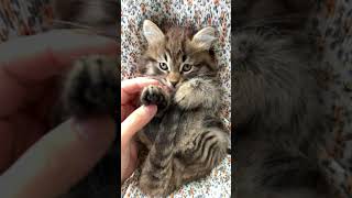 Cute kitten playing   | Funny kitten video | Kitten #SHORTS
