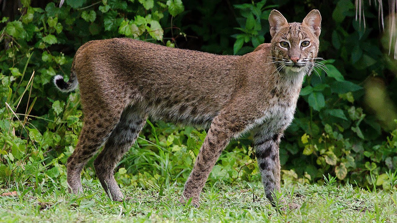 Wild Bobcat Hanging Out In My Front Yard In West Palm Beach, Florida ...