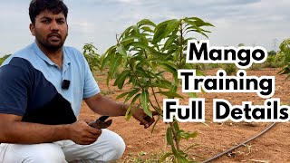 Mango plant Training - Full details