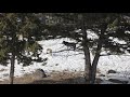 8 Mile Wolves Howling in Yellowstone