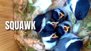 Chickadee Squawk Call: What Does It Mean & Why Do They Make These Sounds?