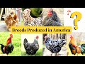 American Chicken Breeds Review in English || Breeds of Chickens in America