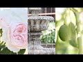 Summer Backyard Garden Tour | Roses, Tropical Fruits, Cut Flowers