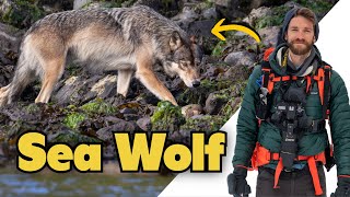 Photographing Sea Wolves in Remote British Columbia.